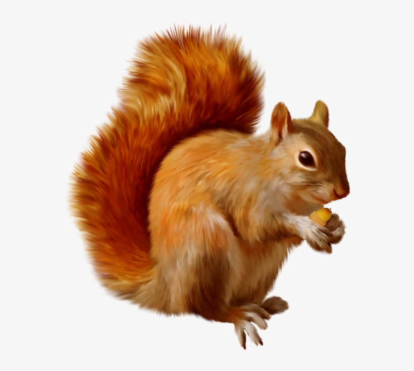 Squirrel Png, transparent png #606070