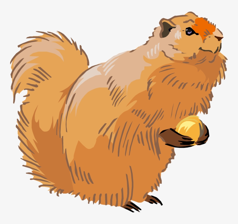 Free Squirrel Clipart - Clip Art, transparent png #606905