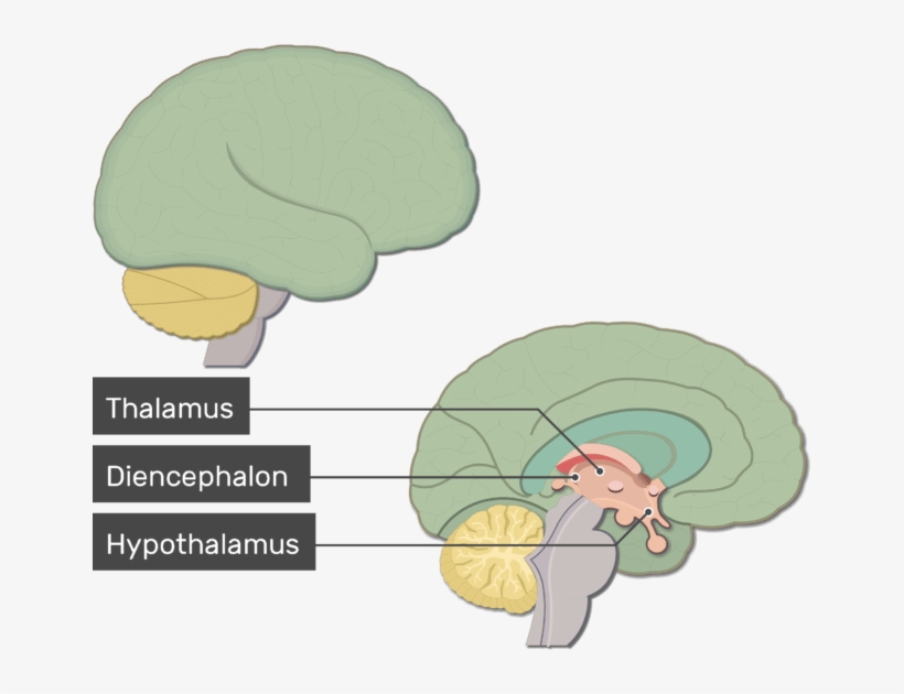 Brain, transparent png #607075
