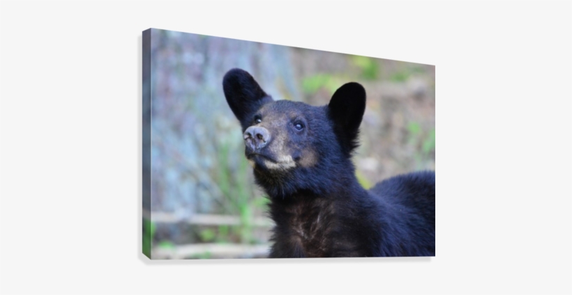 2383-bear Face Canvas Print - Fisher, transparent png #607474