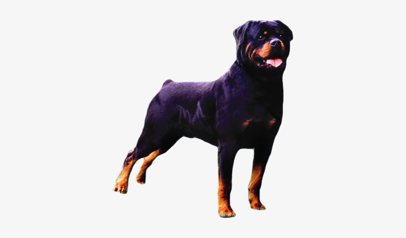 History - Rotwailer Png, transparent png #607991