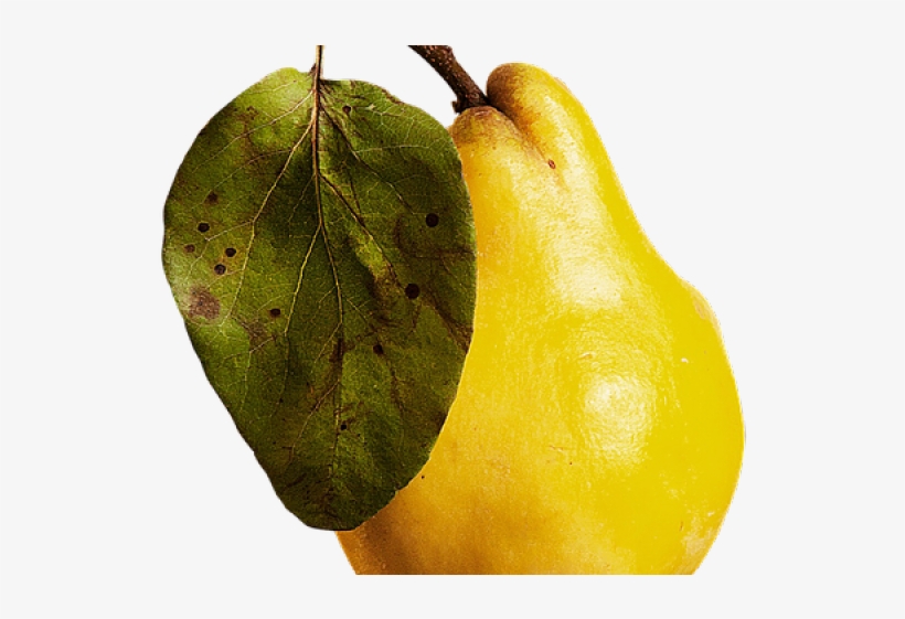 guava png transparent images fruit free transparent png download pngkey guava png transparent images fruit