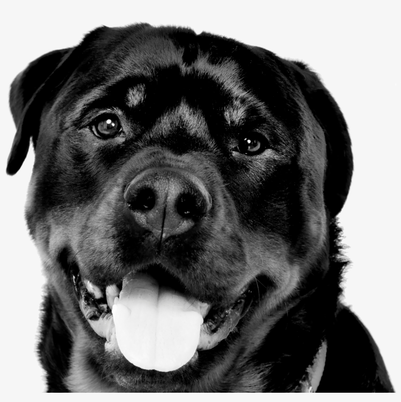 Border02 Personal3 - Manga T-shirt, transparent png #608452