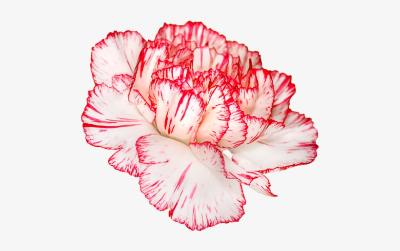 Dianthus Caryophyllus - Carnation Flower Transparent - Free Transparent ...
