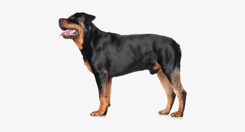 General Appearance - Rottweiler Standing On White Background, transparent png #608611