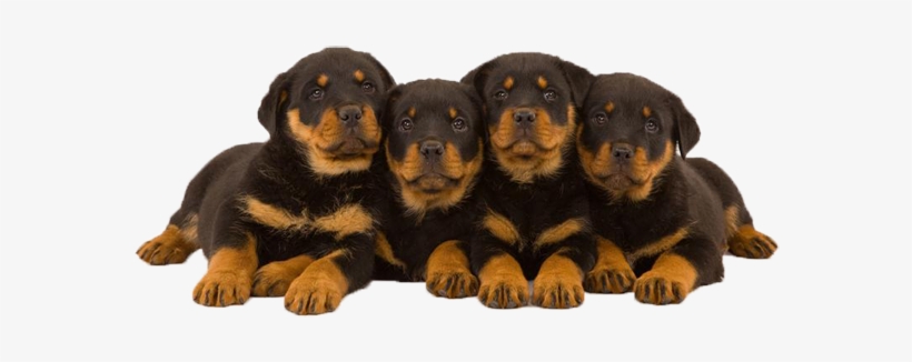 O Rottweiler É Um Cão Doméstico De Grande Porte - Rottweiler Dogs Puppies Hd, transparent png #608677