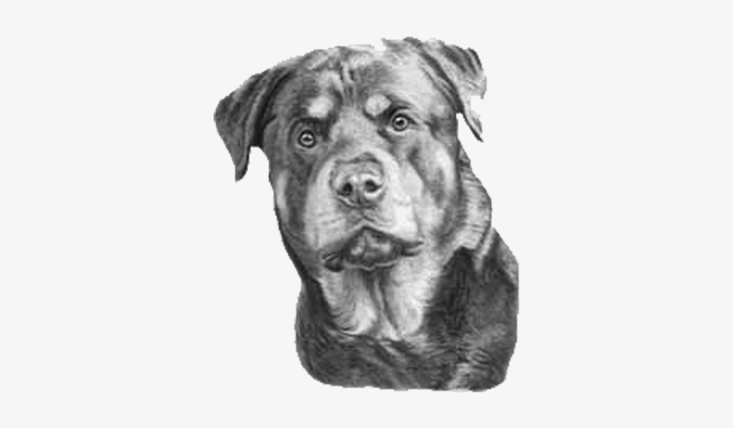 Contact Us Clip Free Library - Rottweiler Drawing Black And White, transparent png #608971