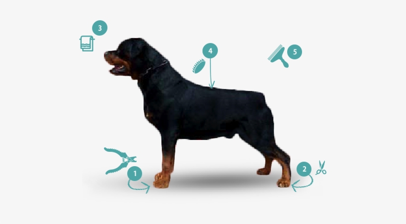 Trim Nails And Grind As Short As Possible - Rottweiler, transparent png #609096