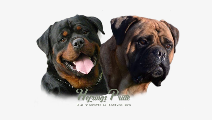 Image Of A Rottweiler And A Bullmastiff - Dog Yawns, transparent png #609153