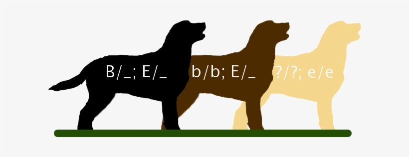 Labretcolors - Labrador Retriever Genetics, transparent png #609181