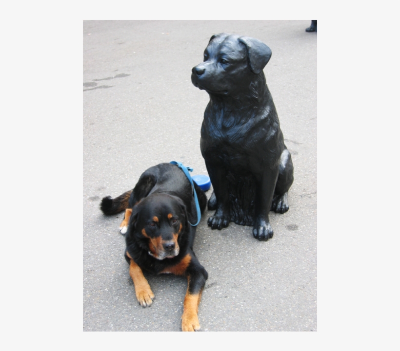 5 Von - Rottweiler, transparent png #609259