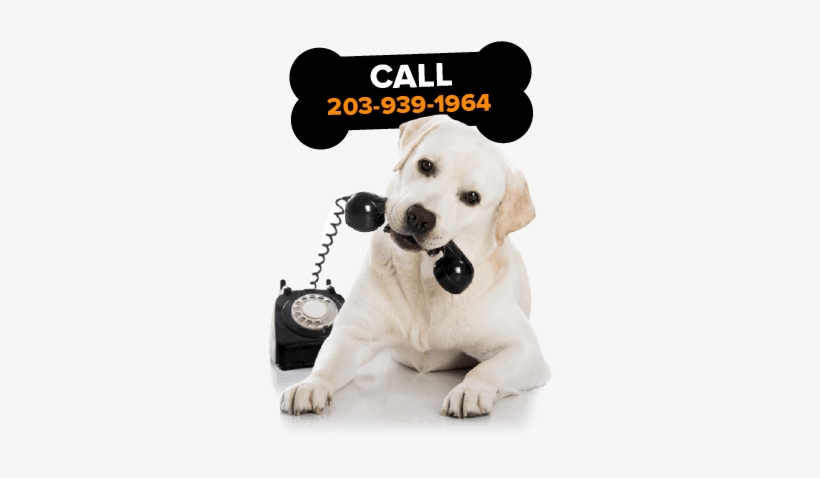 Rottweiler Puppy For Sale In Ct Buy A Cute Puppy In - Animals Talking On The Phone, transparent png #609312