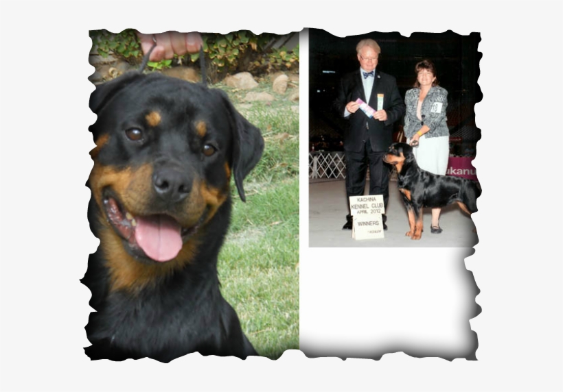 Orange Blossom Special - Reseda High School, transparent png #609398