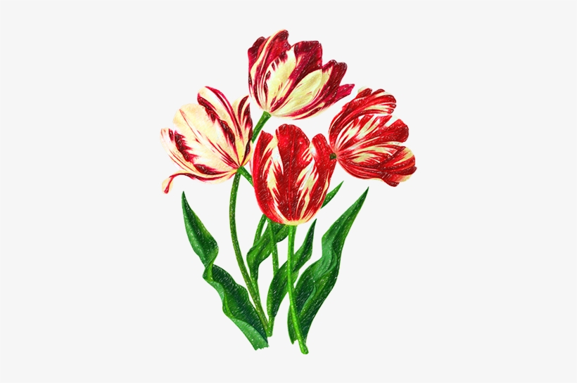 Rote Tulpe-kalligraphie Mousepads, transparent png #609472