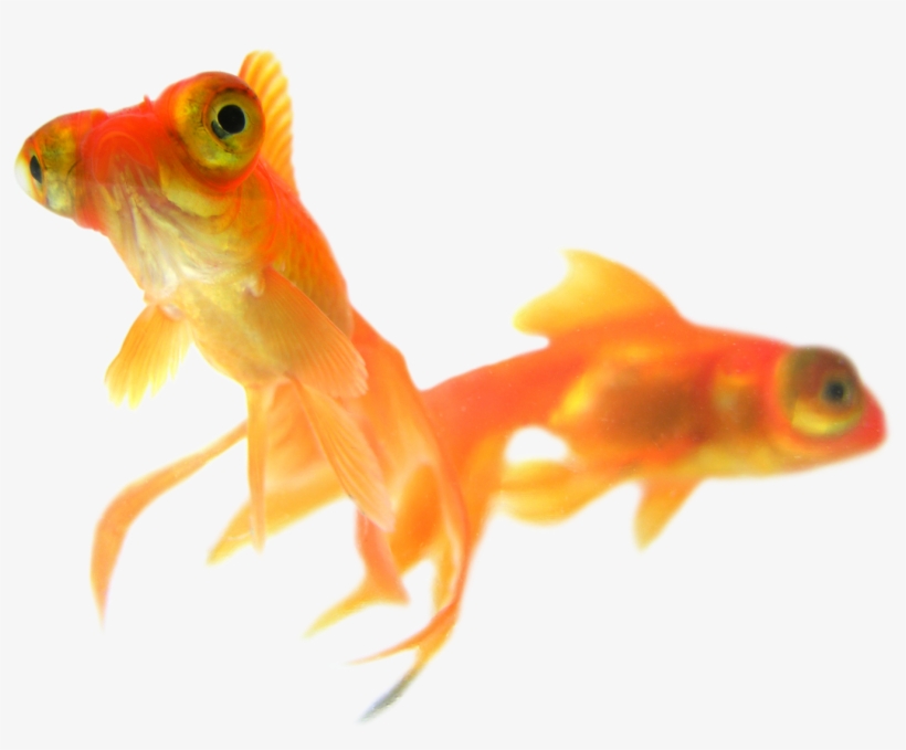 Stock.xchng, transparent png #609985