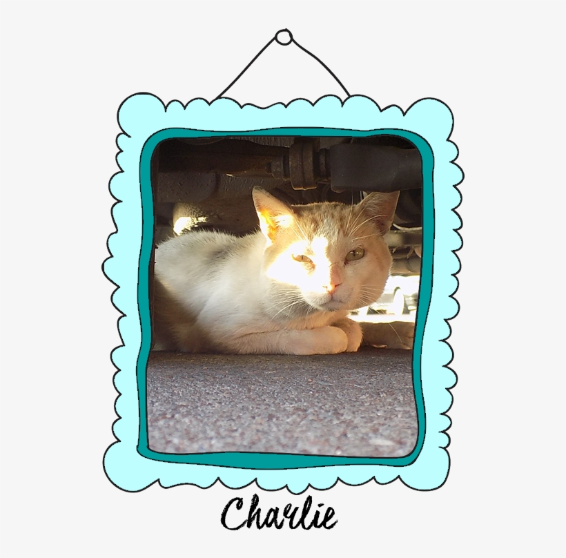 Bono Crossed The Rainbow Bridge On February 26, - Domestic Short-haired Cat, transparent png #6000232