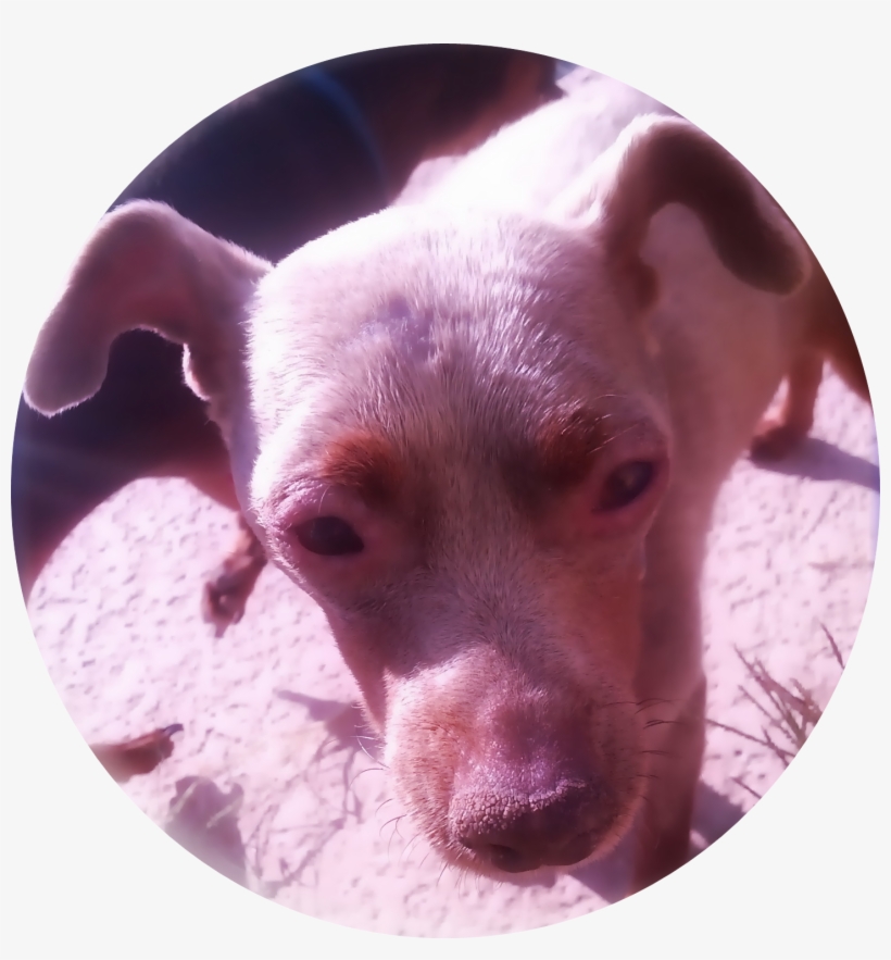 Stories Food And Recipes Online Forms Partner Links - Companion Dog, transparent png #6000688