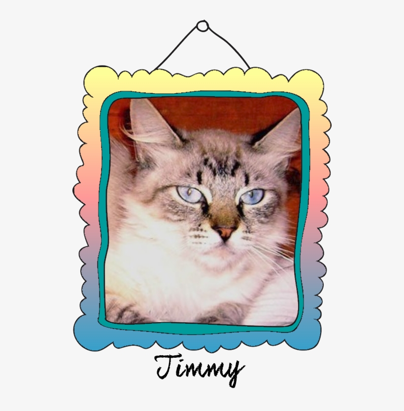 Timmy Crossed The Rainbow Bridge On September 6, - Domestic Short-haired Cat, transparent png #6000844