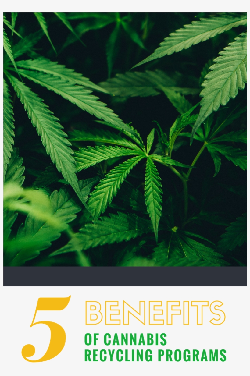 5 Benefits Of Cannabis Recycling Programs - Cannabis, transparent png #6002925