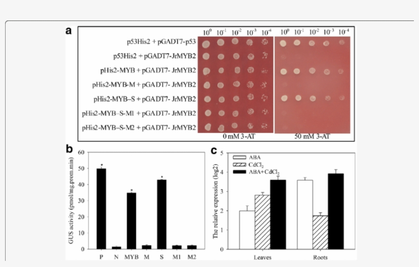 Analysis Of The Up Steam Regulators Of Jrvhag1 - Diagram, transparent png #6005927