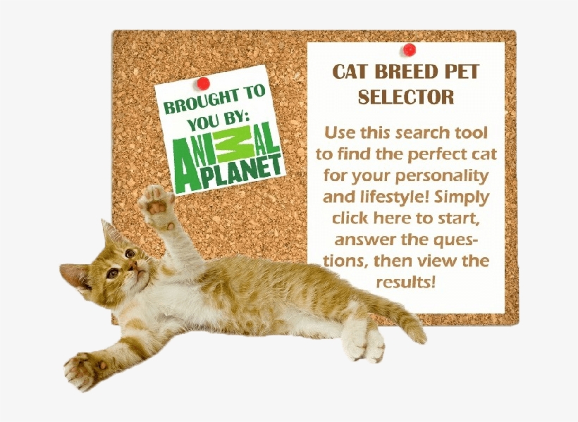 Cat Breed Selector - Animal Planet, transparent png #6005929