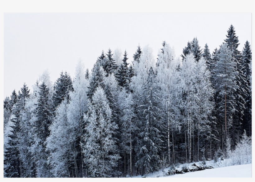 Ftestickers Forest Snow Freetoedit - Snow Trees, transparent png #6008180