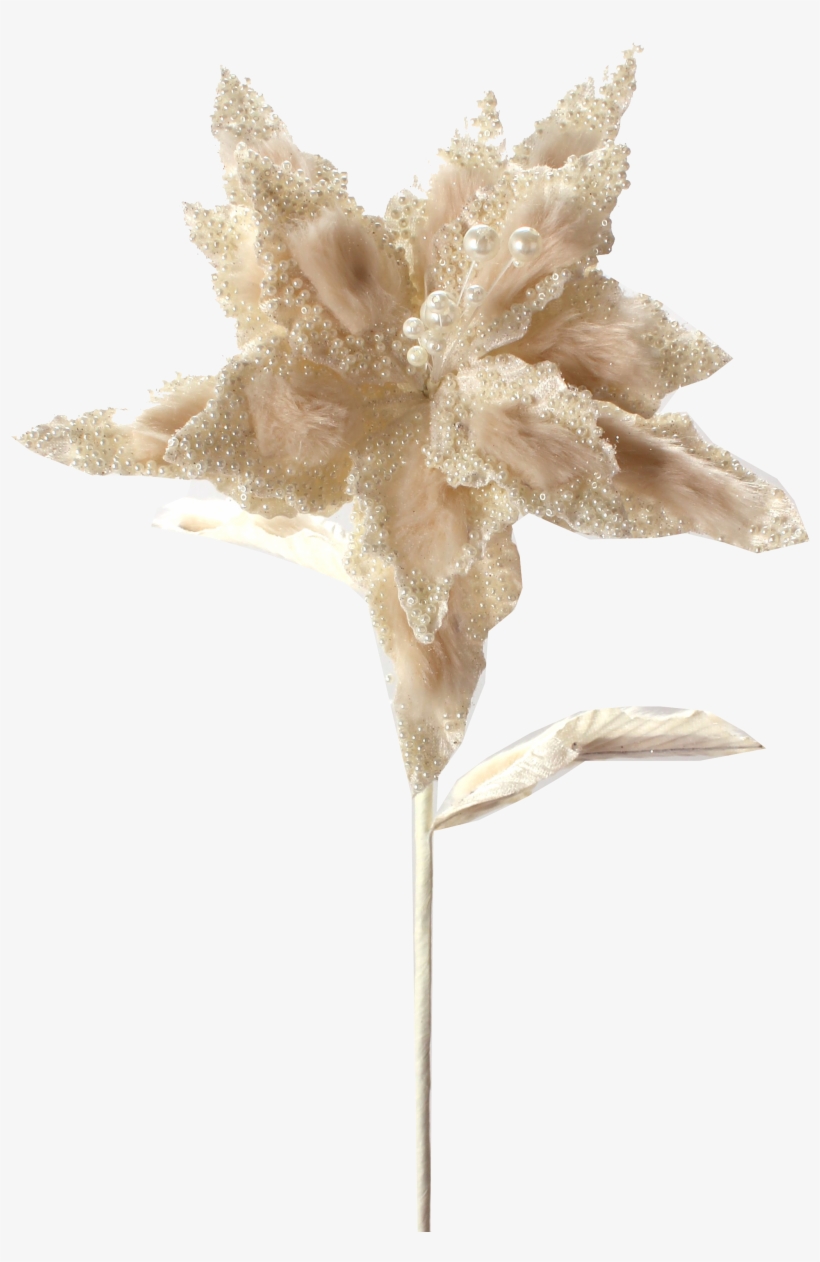Cream Poinsettia Adorned With Jewels - Poinsettia, transparent png #6008673