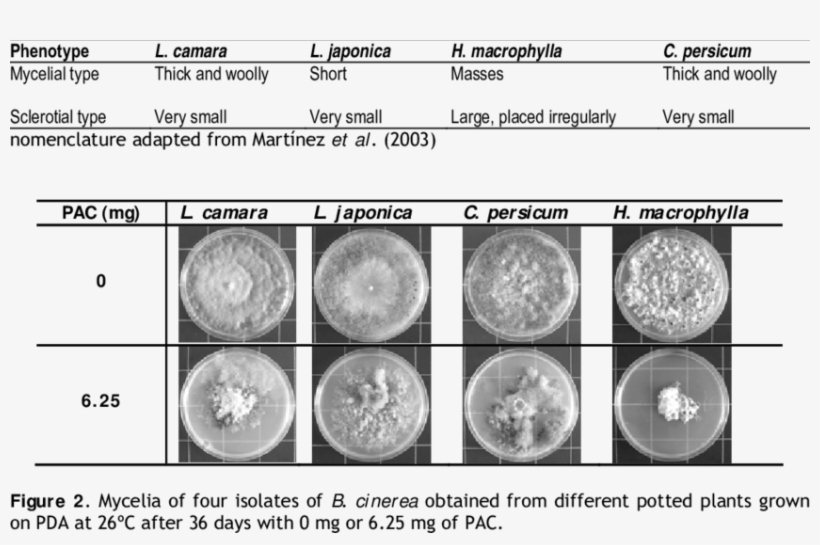 Phenotypic Classification Of B - Circle, transparent png #6008956