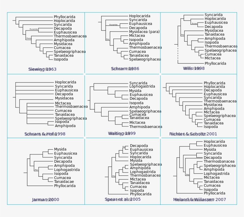 Phylogeny Of Malacostraca - Malacostraca Taxonomy, transparent png #6009189