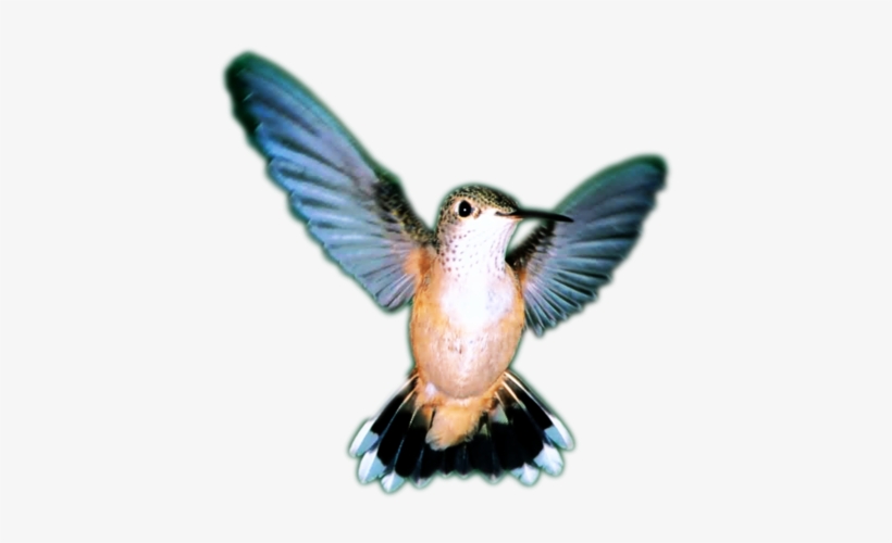 Pájaro, transparent png #6009281