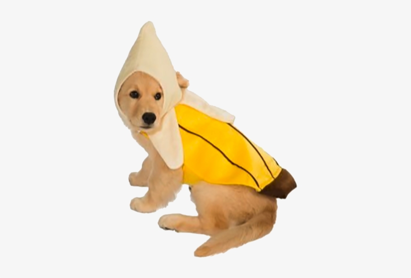 Banana Dog Costume - Golden Retriever Puppy Costume, transparent png #6011969