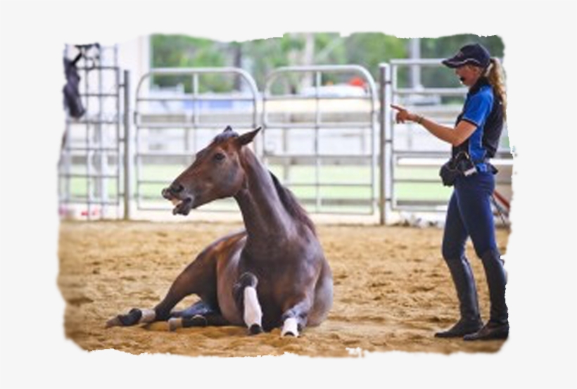 Follow Rumba On Facebook - Horse, transparent png #6012683