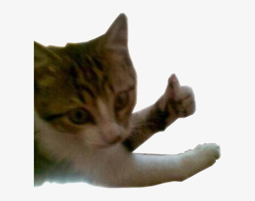 Catineo Gatinho Gato Catineo Felizineo Joinha Png Et - Joinha Png, transparent png #6015023