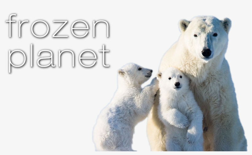 Frozen Planet Image - Polar Bears Right Or Left Handed, transparent png #6015494