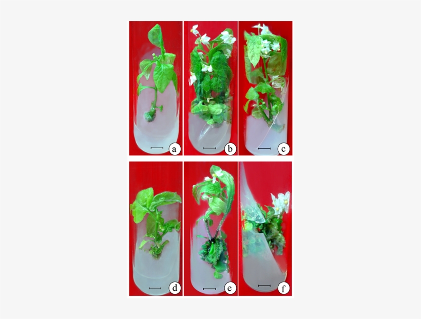 In Vitro Flowering From Axillary Bud And Leaf Explants - Vitro Flowering Of Brassica, transparent png #6015705