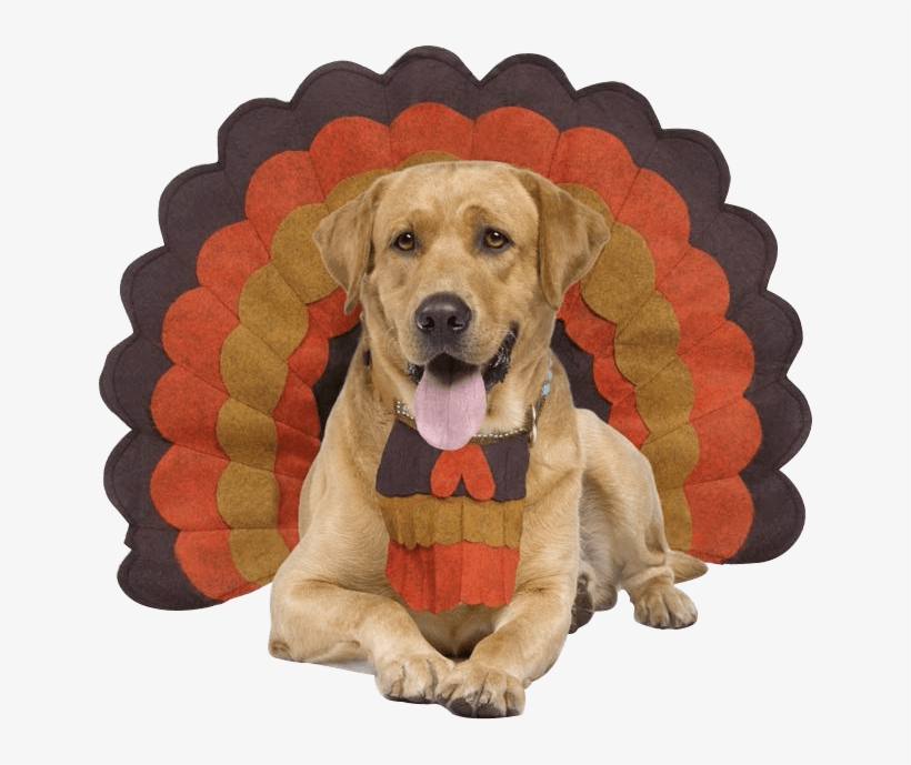 “just Because I'm In This Adorable Costume Doesn't - Dog Doors | Silver | Size Xlarge | Orvis, transparent png #6019643