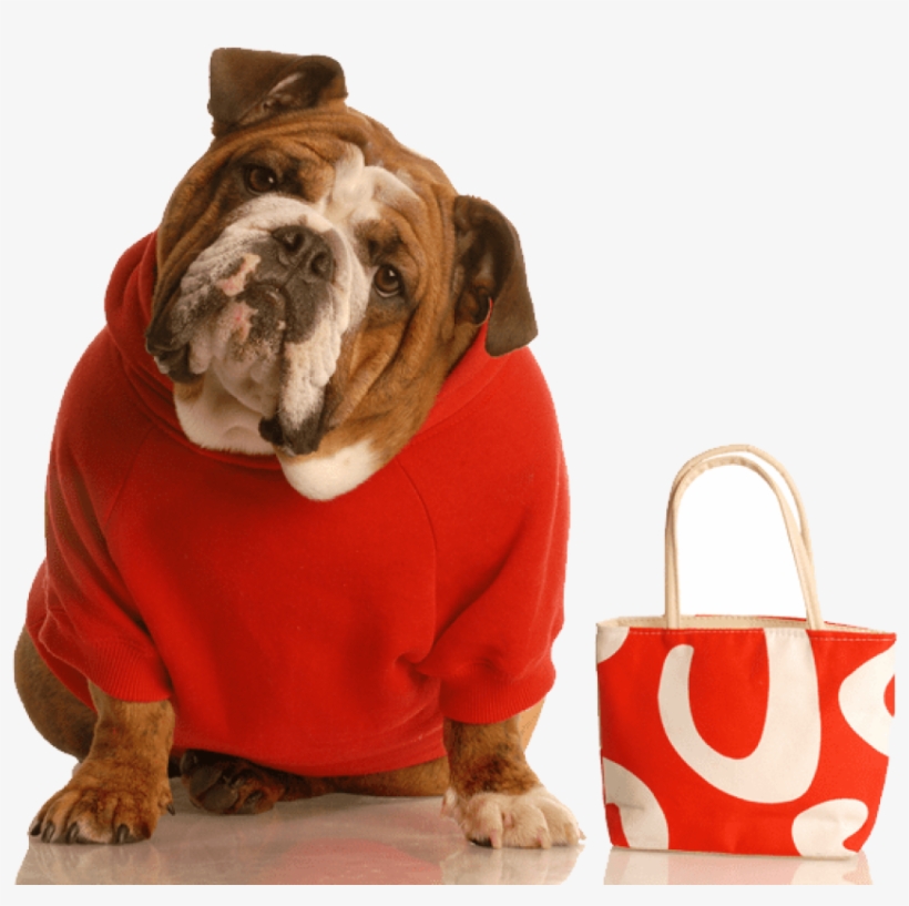 Wrinkles Wrinkly Dog - Cute Dog And Cat, transparent png #6019945