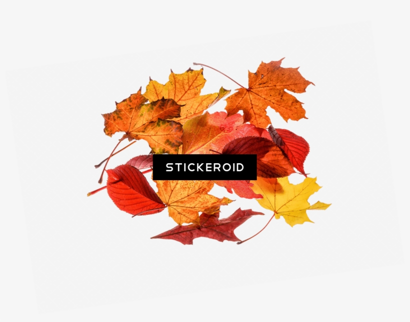 Autumn Leaves Collection - Leaf, transparent png #6021240