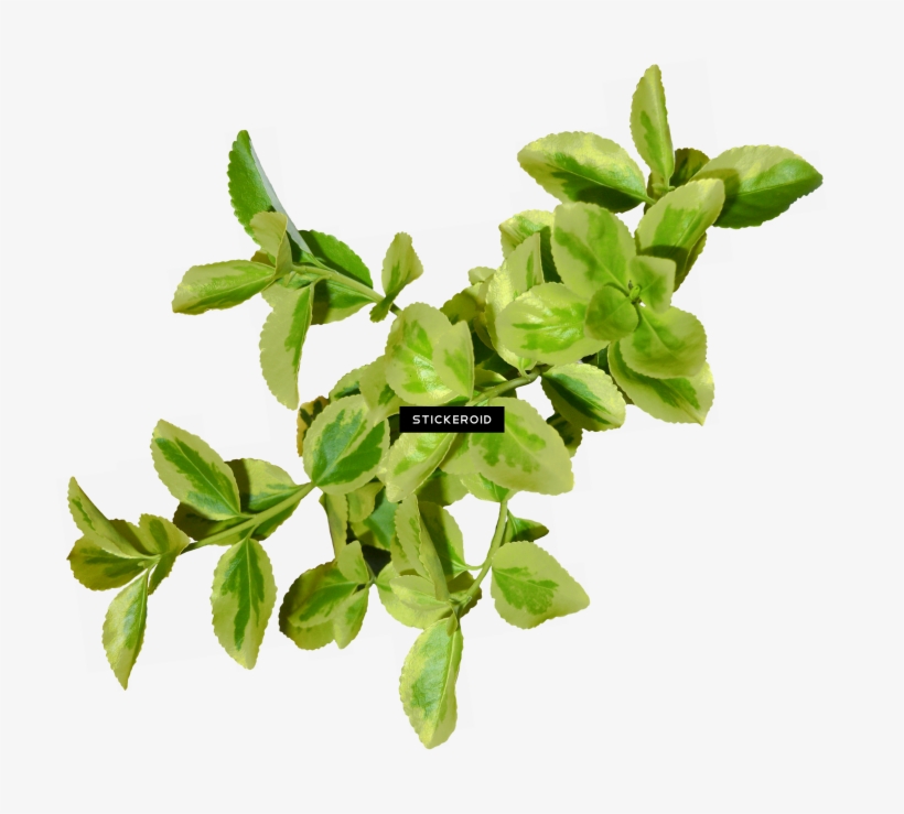 Red Autumn Leaf Leaves - Portable Network Graphics, transparent png #6021447