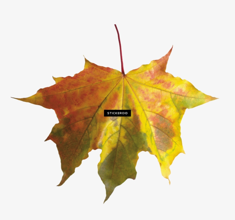 Red Autumn Leaf Leaves - Fall Leaf Transparent Background, transparent png #6021661