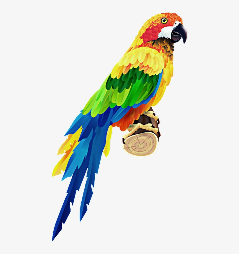 Parrot Psd, transparent png #6022486