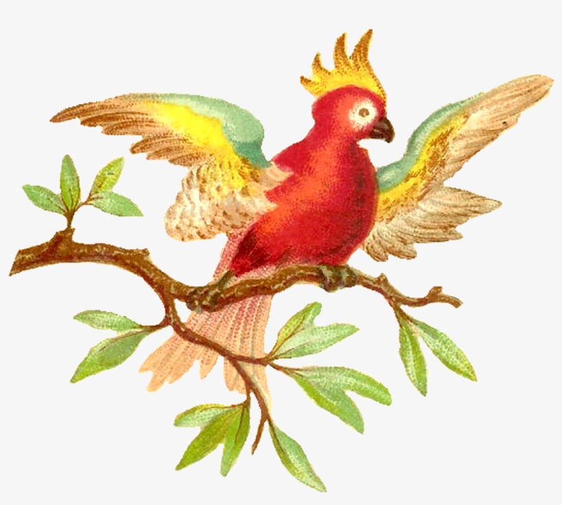 Antique Images Colorful Digital Clip Art Download - Parrot, transparent png #6022637
