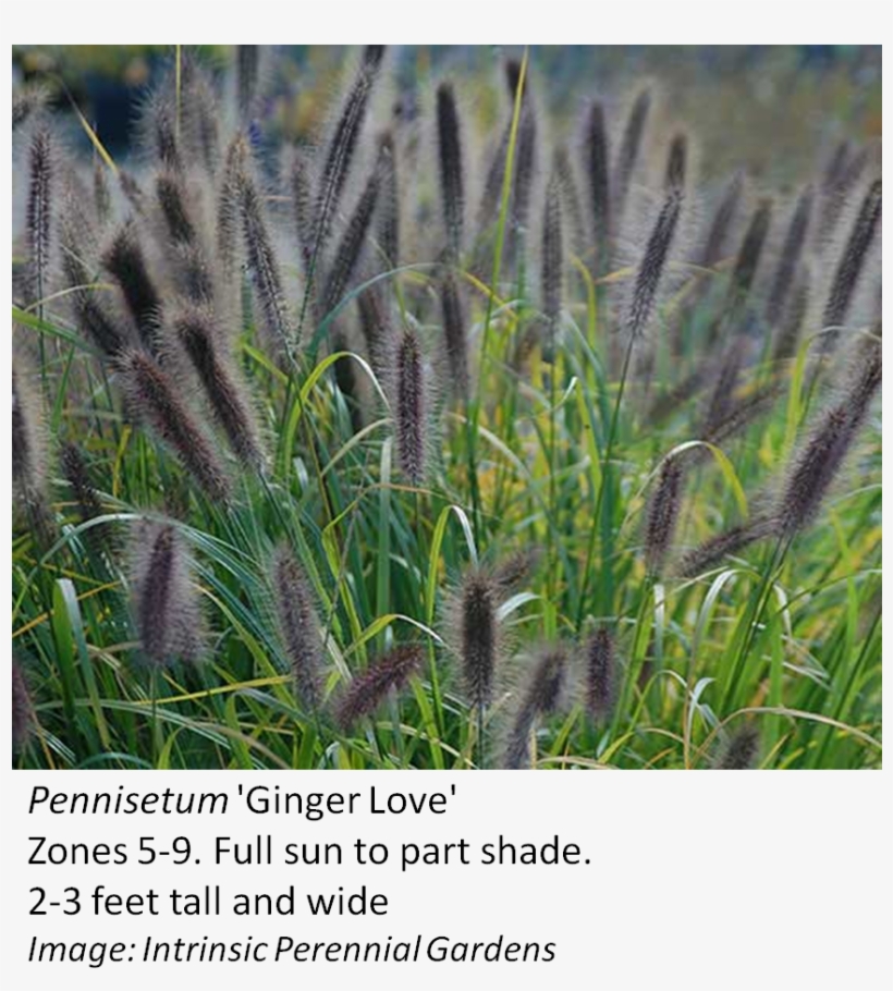 Image Result For Pennisetum Varieties Grasses, Herbs - Pennisetum Ginger Love, transparent png #6023507
