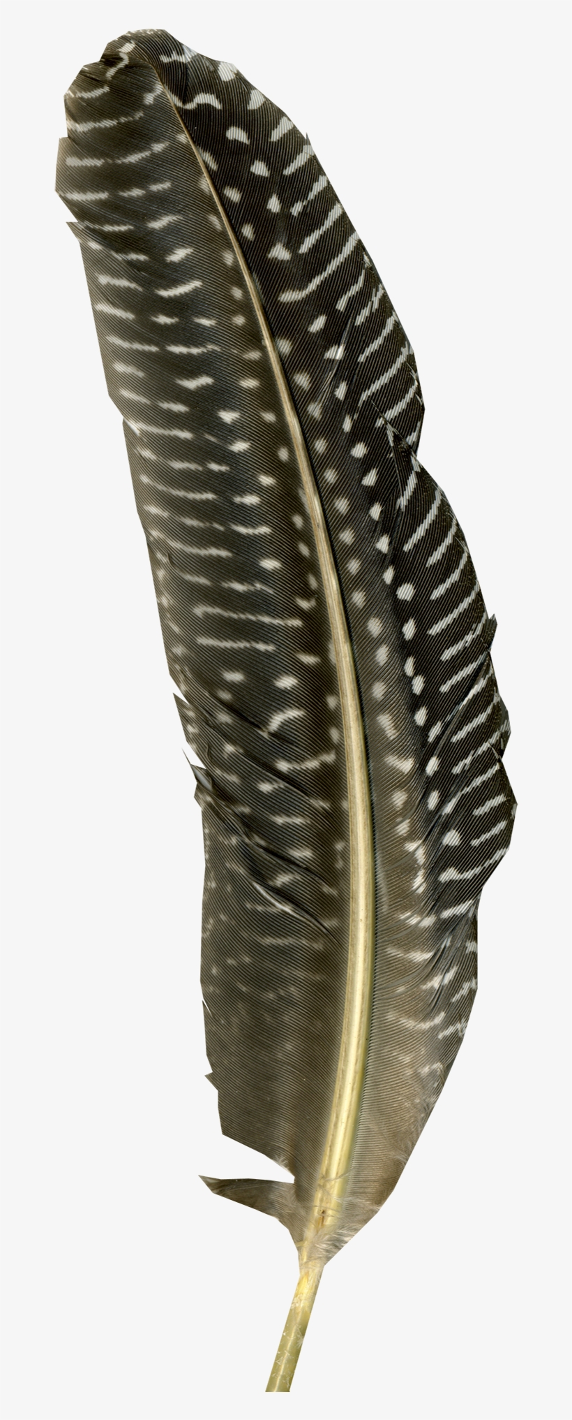 Turkey Feather Png Stock - Indias Environmental History-a Reader, transparent png #6023635