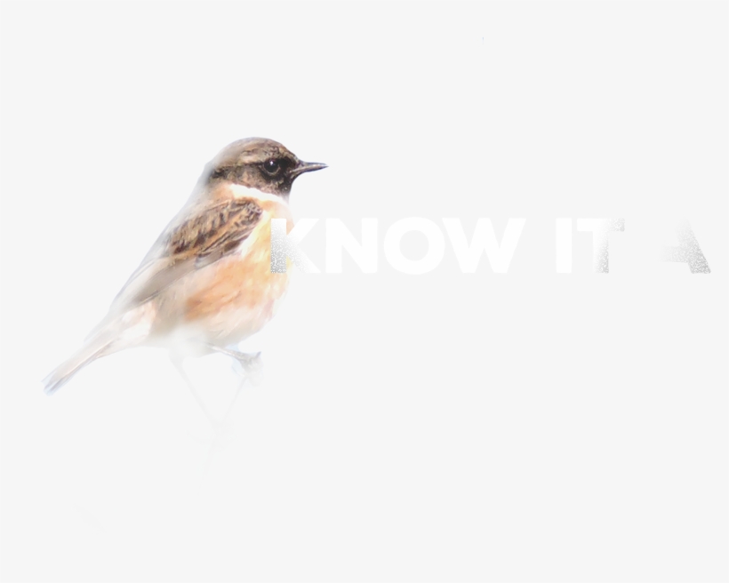 123 Cm - House Sparrow, transparent png #6024046