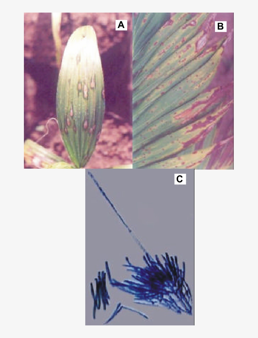 Sintomas De Cylindrocladium Pteridis Em Palmeiras Ornamentais - Cylindrocladium Pteridis, transparent png #6027303