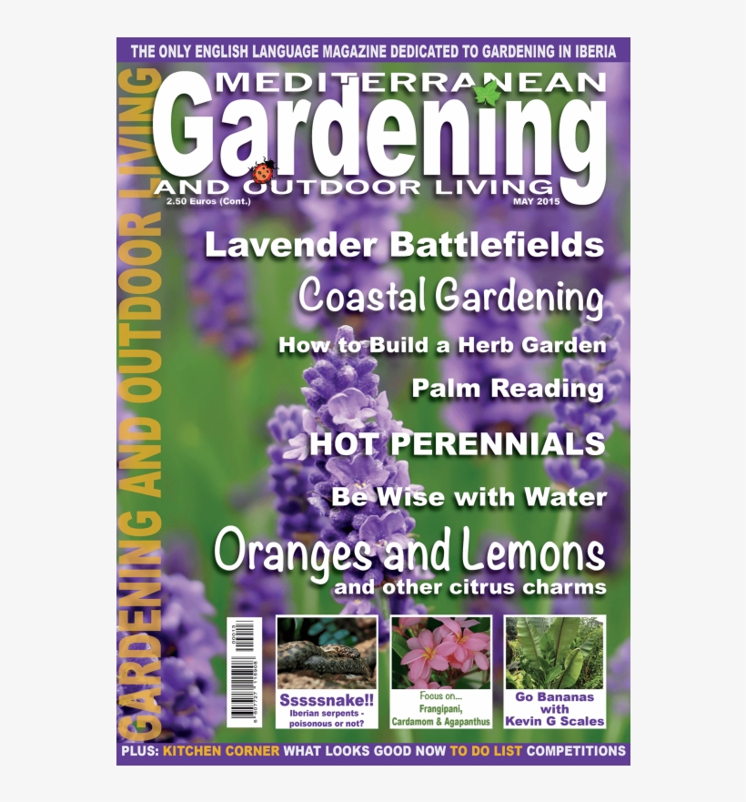 Click Image For Gallery - Lavender Flowers, transparent png #6027428