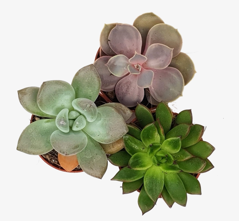 Winter Glow Trio - Dark, transparent png #6029123