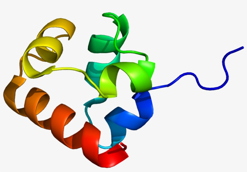 Cytosol, transparent png #6032807