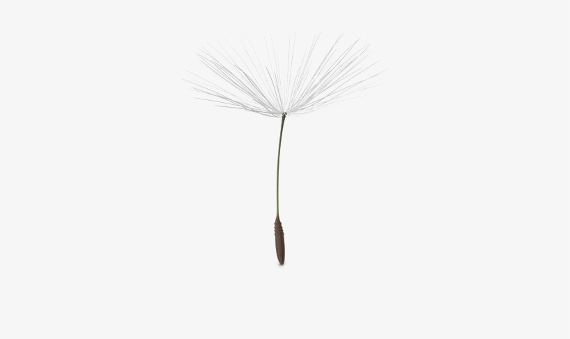 White Dandelion Png, transparent png #6034687